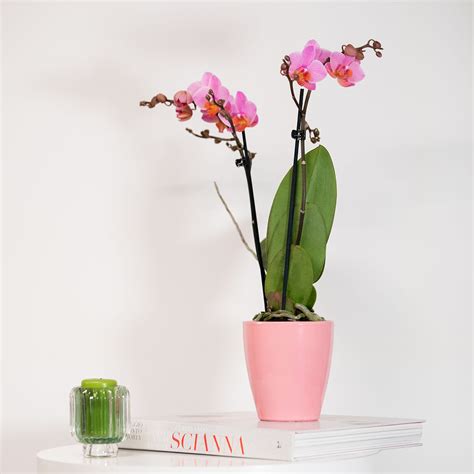 interflora italia|interflora italia contatti.